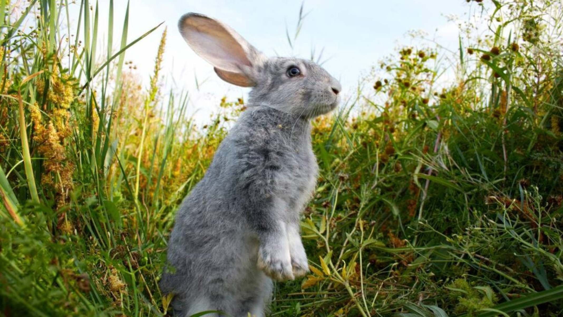 Por que o pé de coelho traz boa sorte? - Portal Giro 10