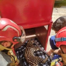 Jaguatirica escondida embaixo de escada de casa é capturada pelos bombeiros - CBMMG/Divulgação 