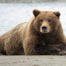 De boa: Esses animais se viram muito bem na solidão - Jean Beaufort / Domínio Público