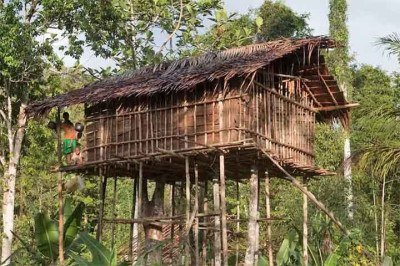 Na província de Papua, na Indonésia, uma tribo ganhou fama por construir suas moradias no topo de árvores que podem chegar a 35 metros de altura! -  (crédito:  Carsten ten Brink/Creative Commons)