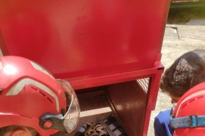 Com o auxílio de um médico veterinário do Centro de Controle de Zoonoses (CCZ) do município, os militares fizeram a captura do animal -  (crédito: CBMMG/Divulgação )