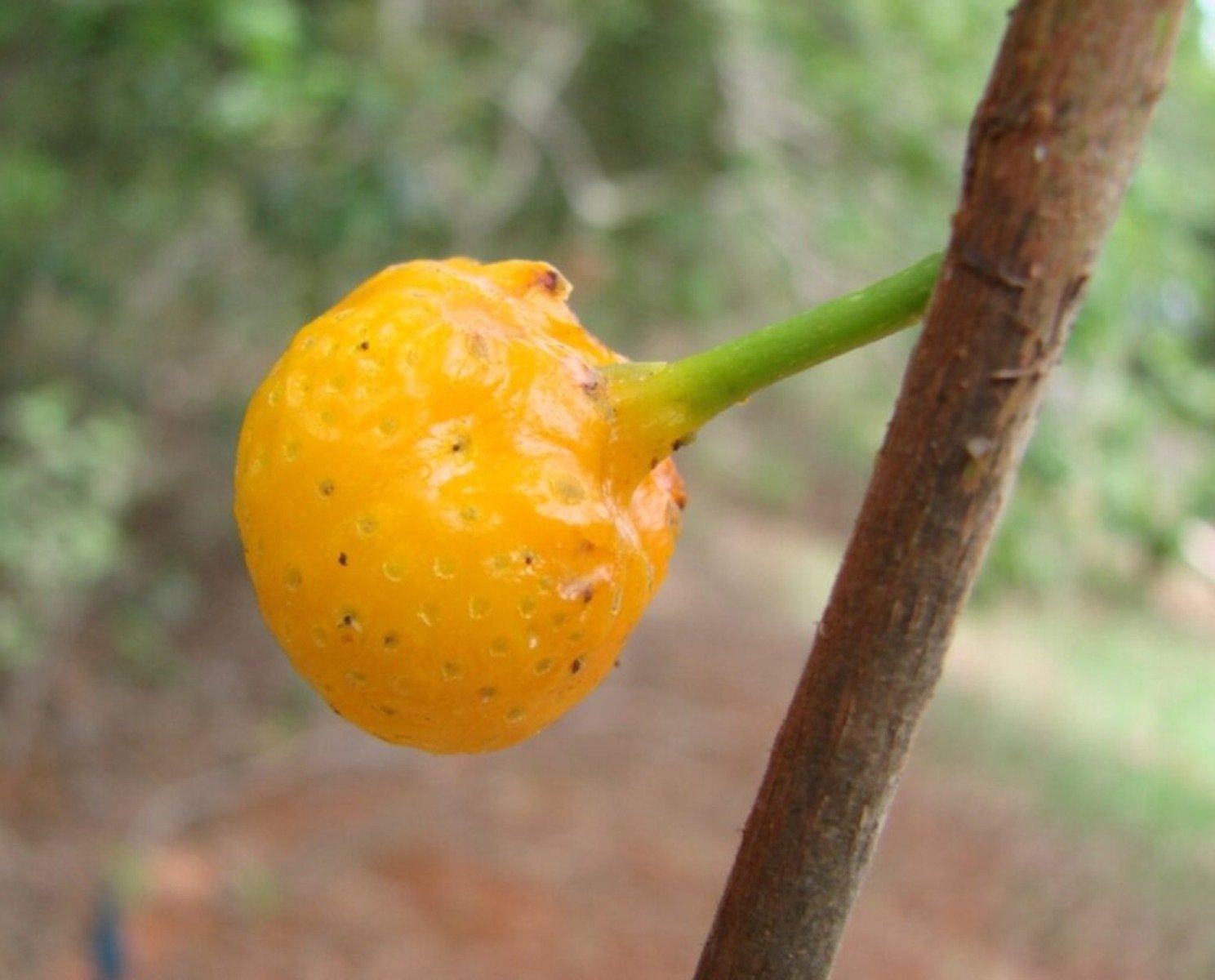 Mama-cadela: a fruta brasileira de nome curioso e sabor singular - Portal Giro 10