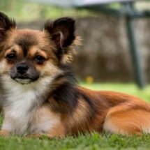 Chihuahua: coragem, energia e muita lealdade da raça - Reprodução/Cão em Foco Educação Canina