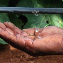 Os benefícios da irrigação gota a gota aliada à tecnologia - Netafim/Divulgação