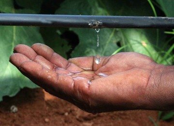 Sistema de gotejamento monitorado por sensores de umidade e pressão tem obtido ótimos resultados no Brasil -  (crédito: Netafim/Divulgação)