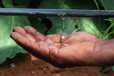 Sistema de gotejamento monitorado por sensores de umidade e pressão tem obtido ótimos resultados no Brasil -  (crédito: Netafim/Divulgação)