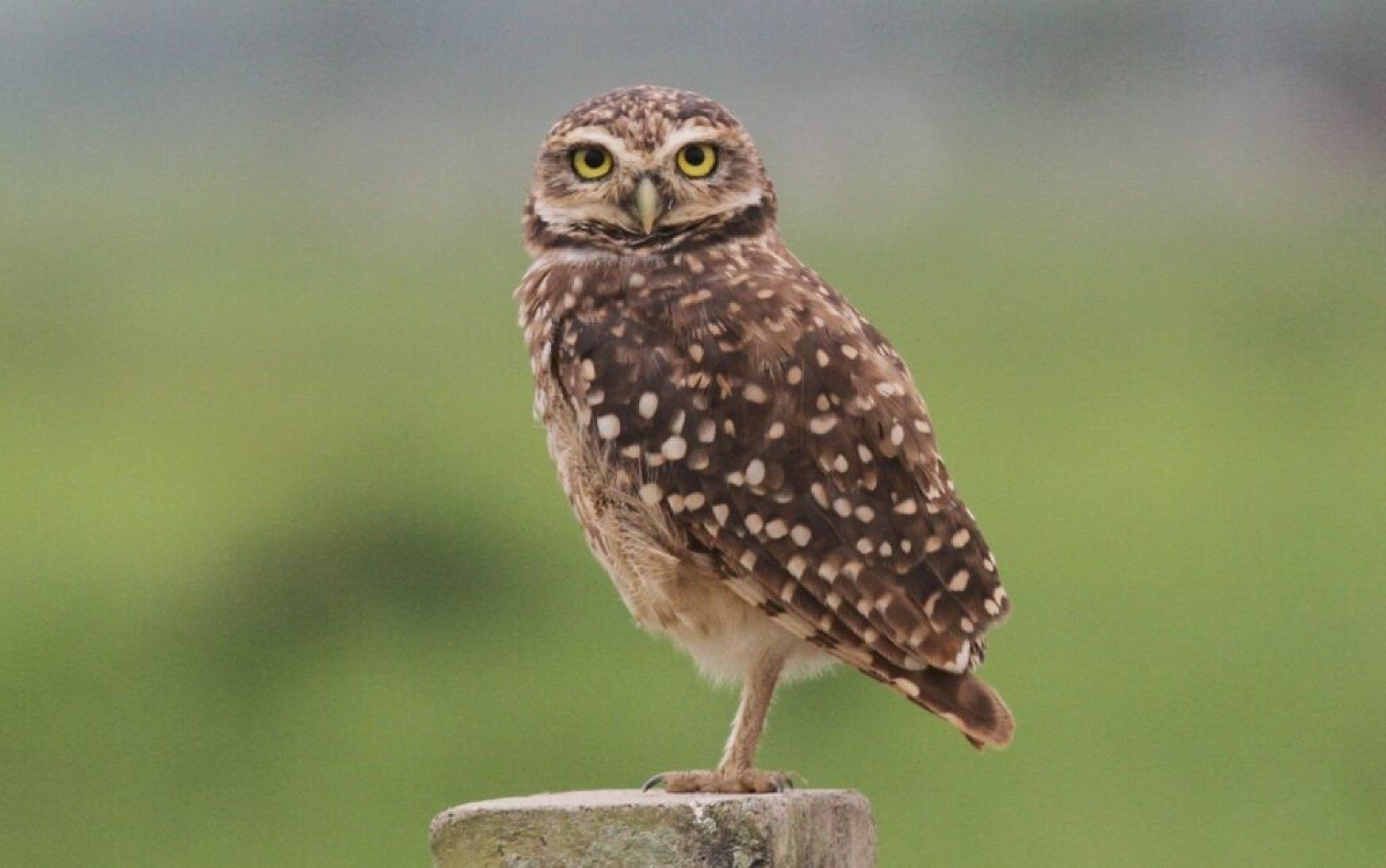 Caburé: conheça a pequena coruja que virou símbolo de um país sul-americano -  