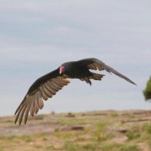 O Voo do Urubu - wirestock/FreePIK