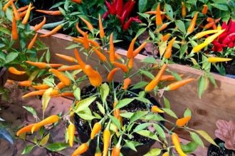 Proteja sua casa da inveja: 7 plantas contra o mau-olhado