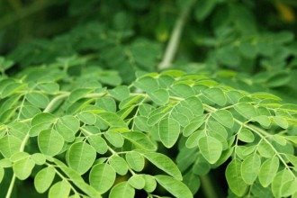 Descubra os benefícios da moringa, uma planta com muitas utilidades