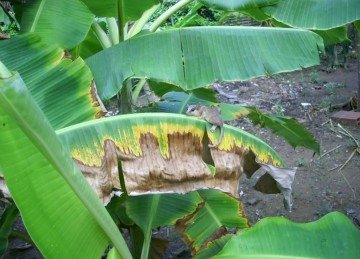 Homem é encontrado morto em área de mata em Caratinga (MG), no Vale do Rio Doce -  (crédito: Pixnio/Reprodução)