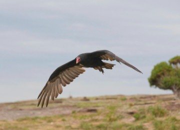 Há quem o considere um animal repugnante, injustiça total! O urubu é o mais higiênico dos seres, passando horas limpando suas penas -  (crédito: wirestock/FreePIK)