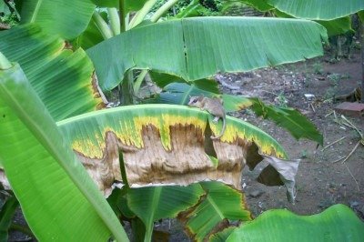 Homem é encontrado morto em área de mata em Caratinga (MG), no Vale do Rio Doce -  (crédito: Pixnio/Reprodução)