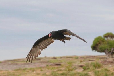 Há quem o considere um animal repugnante, injustiça total! O urubu é o mais higiênico dos seres, passando horas limpando suas penas -  (crédito: wirestock/FreePIK)