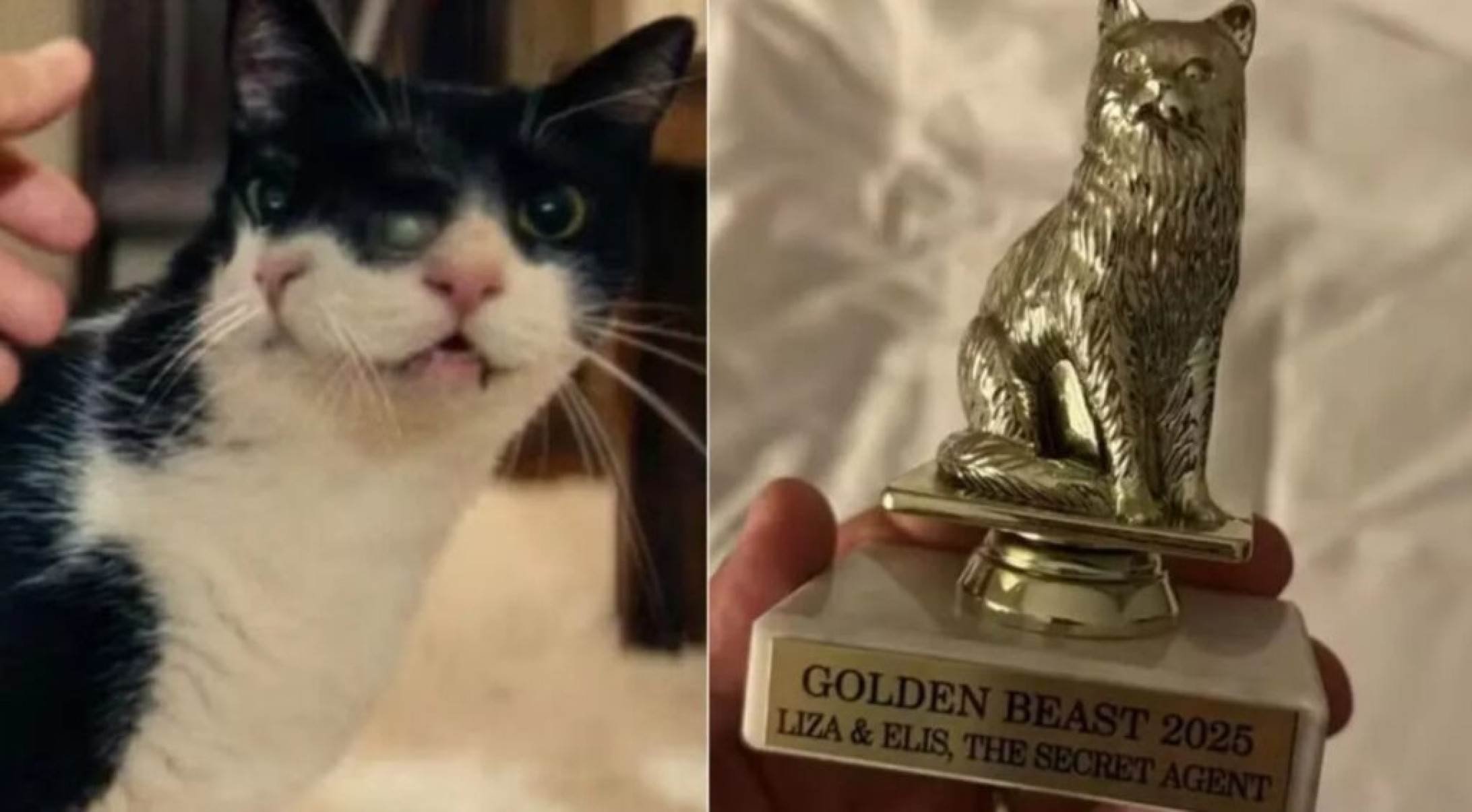 Carminha, a gata de ‘O Agente Secreto’, é premiada nos EUA com o Bicho de Ouro - Portal Giro 10