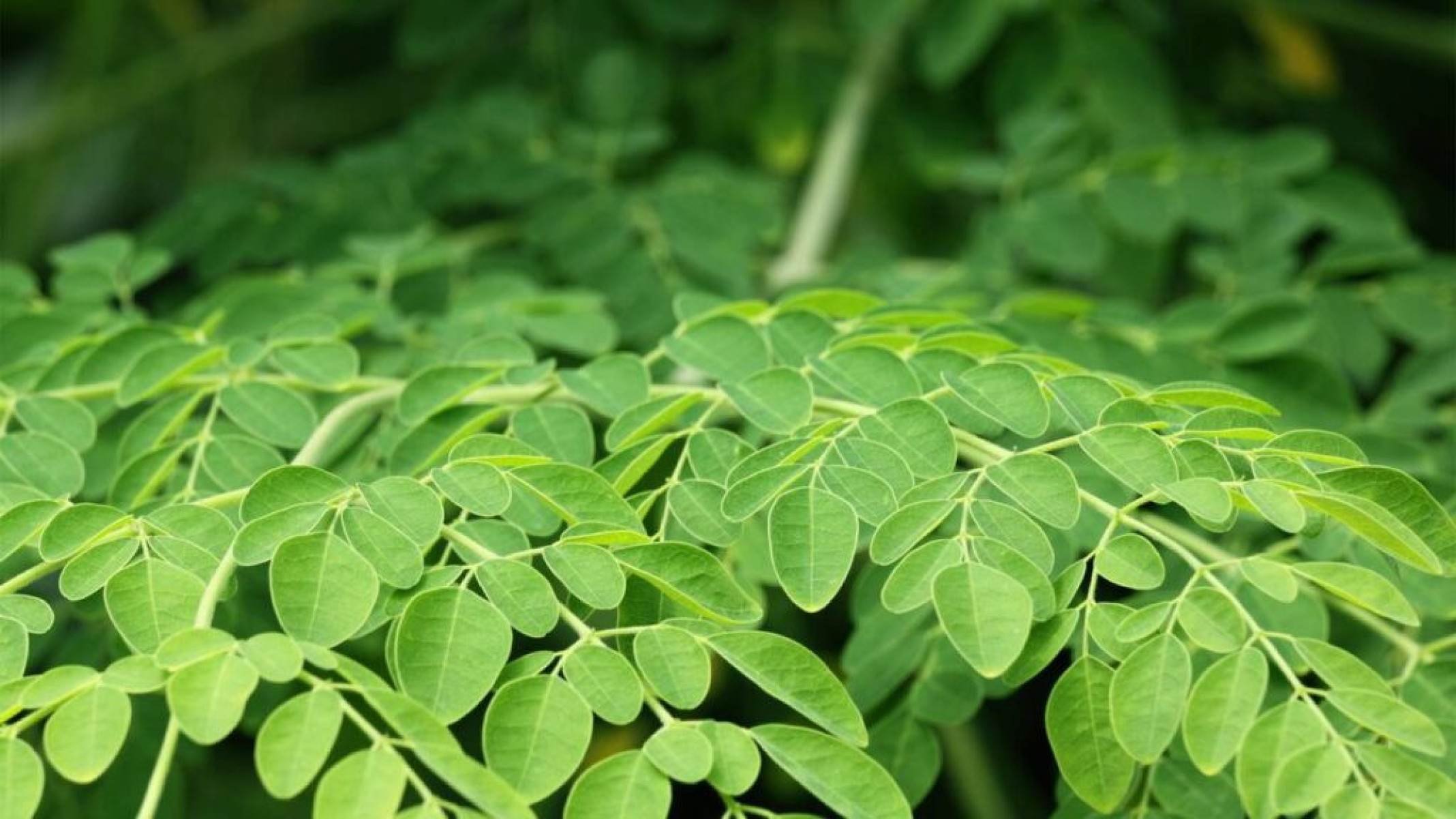 Descubra os benefícios da moringa, uma planta com muitas utilidades - Portal Giro 10