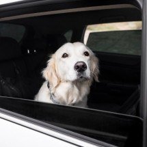 Enjoo de movimento também pode afetar cães e gatos durante viagens - Freepik