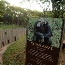 Mortes de leoa e chimpanzé no zoo de BH têm explicação "vaga" da PBH - T&uacute;lio Santos/EM/D.A.Press
