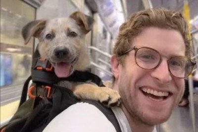 Um criador de conteúdo de 37 anos encontrou uma maneira original de usar a influência digital para transformar a vida de cães resgatados. -  (crédito: Reprodução/Instagram)