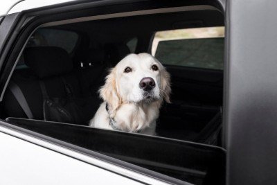 A condição é frequente durante viagens de carro, barco ou avião -  (crédito: Freepik)