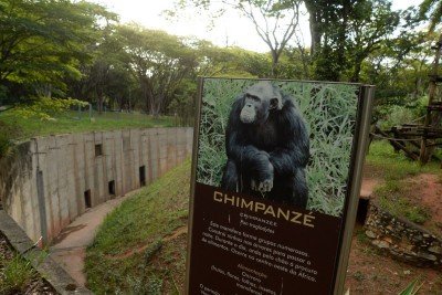  Recinto dos chimpanz&eacute;s no Zool&oacute;gico de BH, onde vivia a f&ecirc;ma Kelly, morta no &uacute;ltimo m&ecirc;s de novembro
       -  (crédito: T&uacute;lio Santos/EM/D.A.Press)