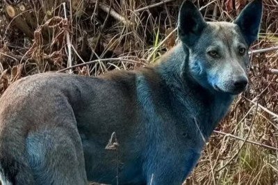 Pesquisadores e veterinários ligados à Clean Futures Fund identificaram cães com pelos em tom azulado na Zona de Exclusão de Chernobyl, resultado de uma rara exposição a compostos químicos presentes em antigas instalações industriais. -  (crédito: Clean Futures Fund Divulgação )