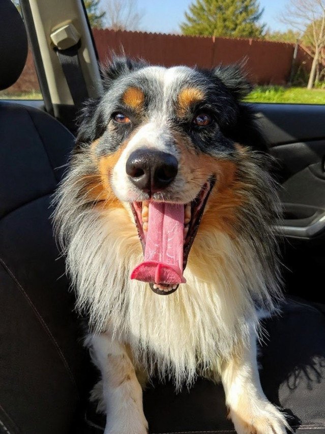 C&atilde;es viajando 