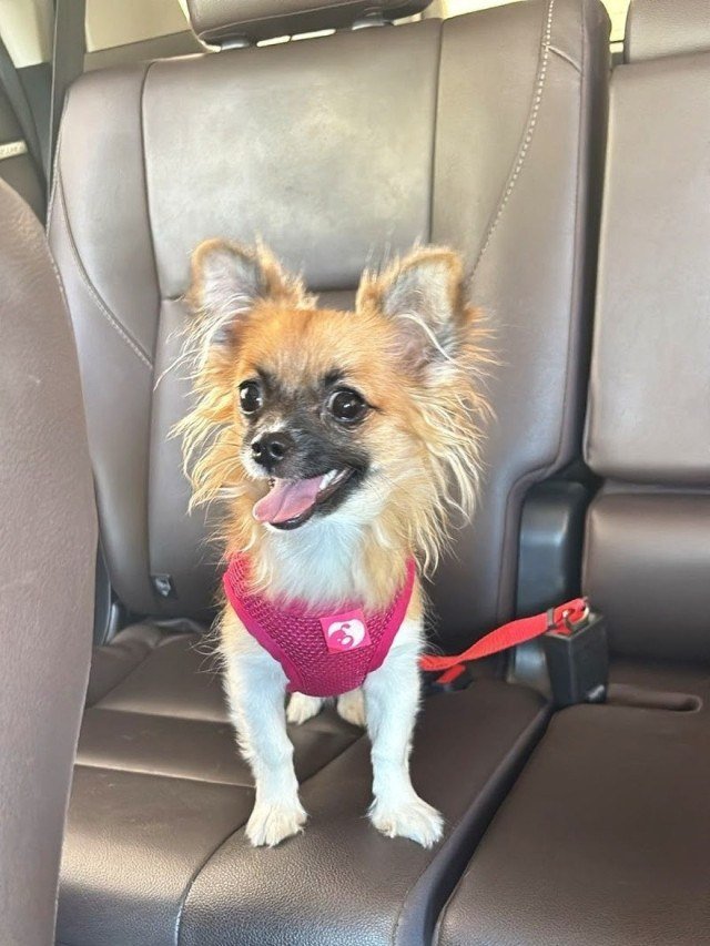 C&atilde;es viajando 