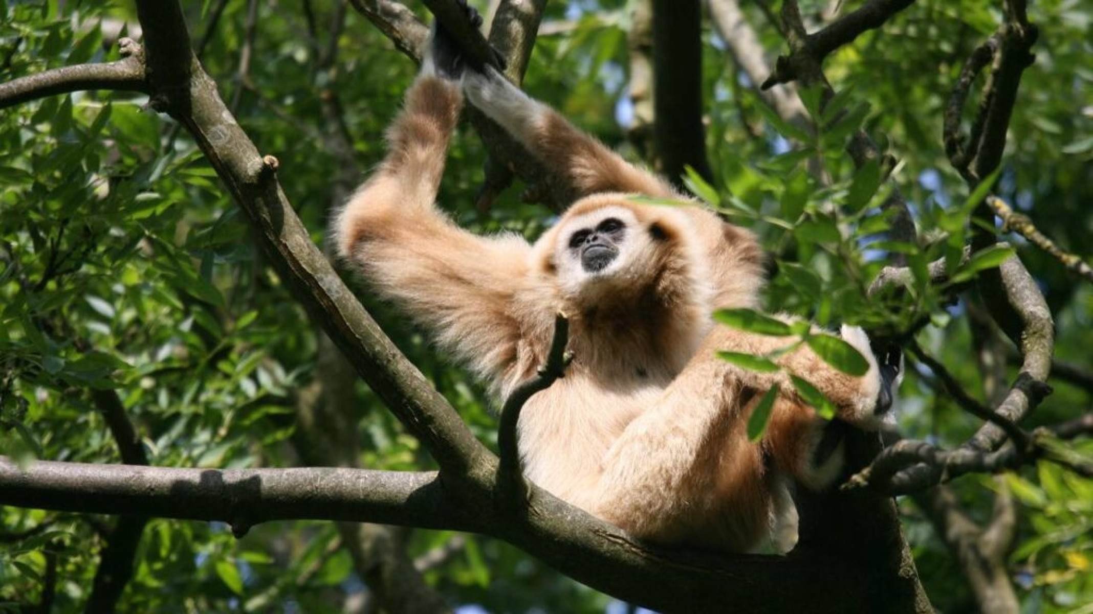 Muriqui-do-sul: o primata gigante da Mata Atlântica à beira da extinção - Portal Giro 10