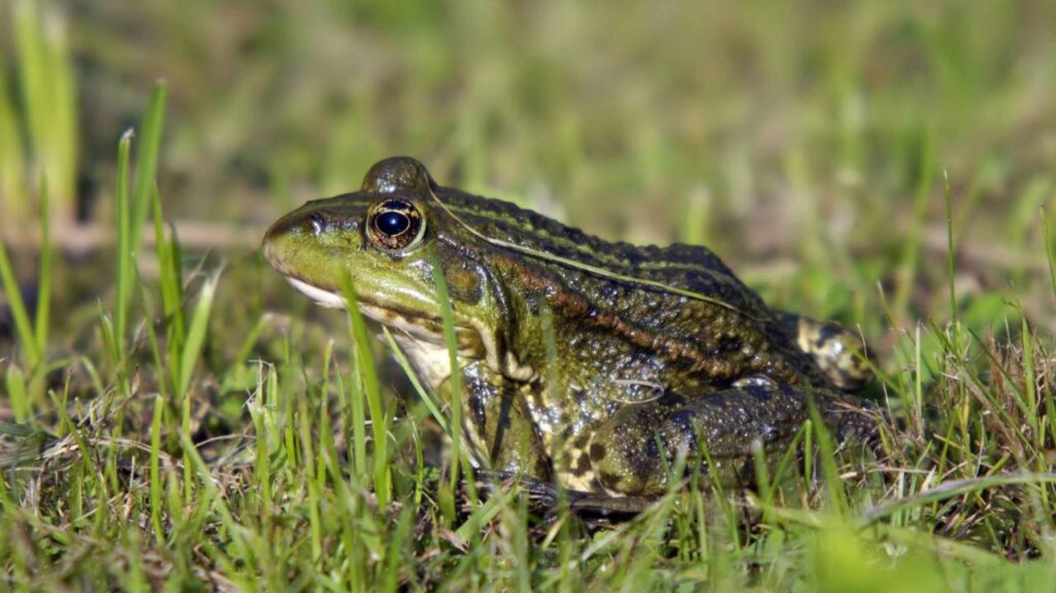 Cérebro de sapo? Por que os anfíbios ficam no fim da lista da inteligência animal - Portal Giro 10