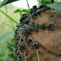Veneno de vespa abre nova frente na busca por terapias contra o Alzheimer - Marcos Cesar Campis/Flick/Divulgação