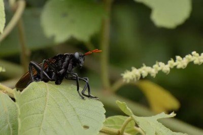 A maior mosca do mundo tem origem brasileira: a Gauromydas heros, capaz de atingir até 7 centímetros, quase o tamanho de um beija-flor. Sua aparência engana à primeira vista, já que lembra muito uma vespa caçadora. -  (crédito: João Salvador / iNaturalist)