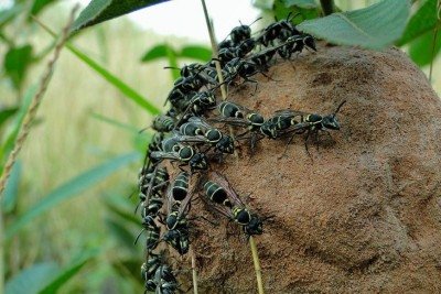 A investigação com peptídeos derivados de marimbondos já dura 25 anos -  (crédito: Marcos Cesar Campis/Flick/Divulgação)