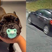 BH: família procura buldogue francês furtado em Venda Nova - Imagens cedidas ao Jornal Estado de Minas
