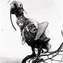 Ficou na história: Papagaio  ‘desafiou’ a Ciência e viveu 120 anos! - reprodução/Biblioteca Sutherland Shire