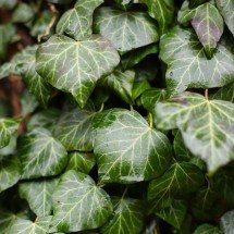 Hera: planta que se espalha por cercas e paredes tem beleza e simbolismo espiritual - Pixabay 