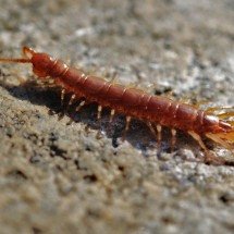 Lacraias, minhocas e gongolos: diferenças entre semelhanteds no mundo dos invertebrados - Pixabay