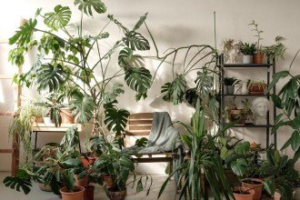 Chuva ou sol? 7 plantas perfeitas para cultivar dentro de casa
