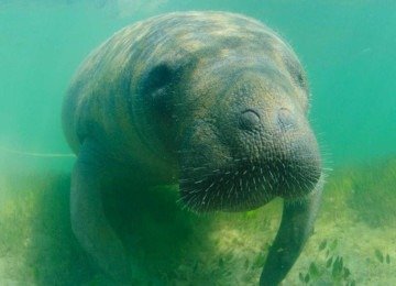 Pai mentiu para filho de 6 anos que gostava de peixes-boi e mentira se tornou vínculo especial entre eles -  (crédito: Luciano Candisani/Acervo FMA)