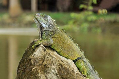 A Agência de Florestas e Conservação da Natureza de Taiwan decidiu abater 120 mil iguanas-verdes para controlar a superpopulação da espécie, que se tornou uma praga em áreas agrícolas.  -  (crédito: wikimedia commons/Cayambe)