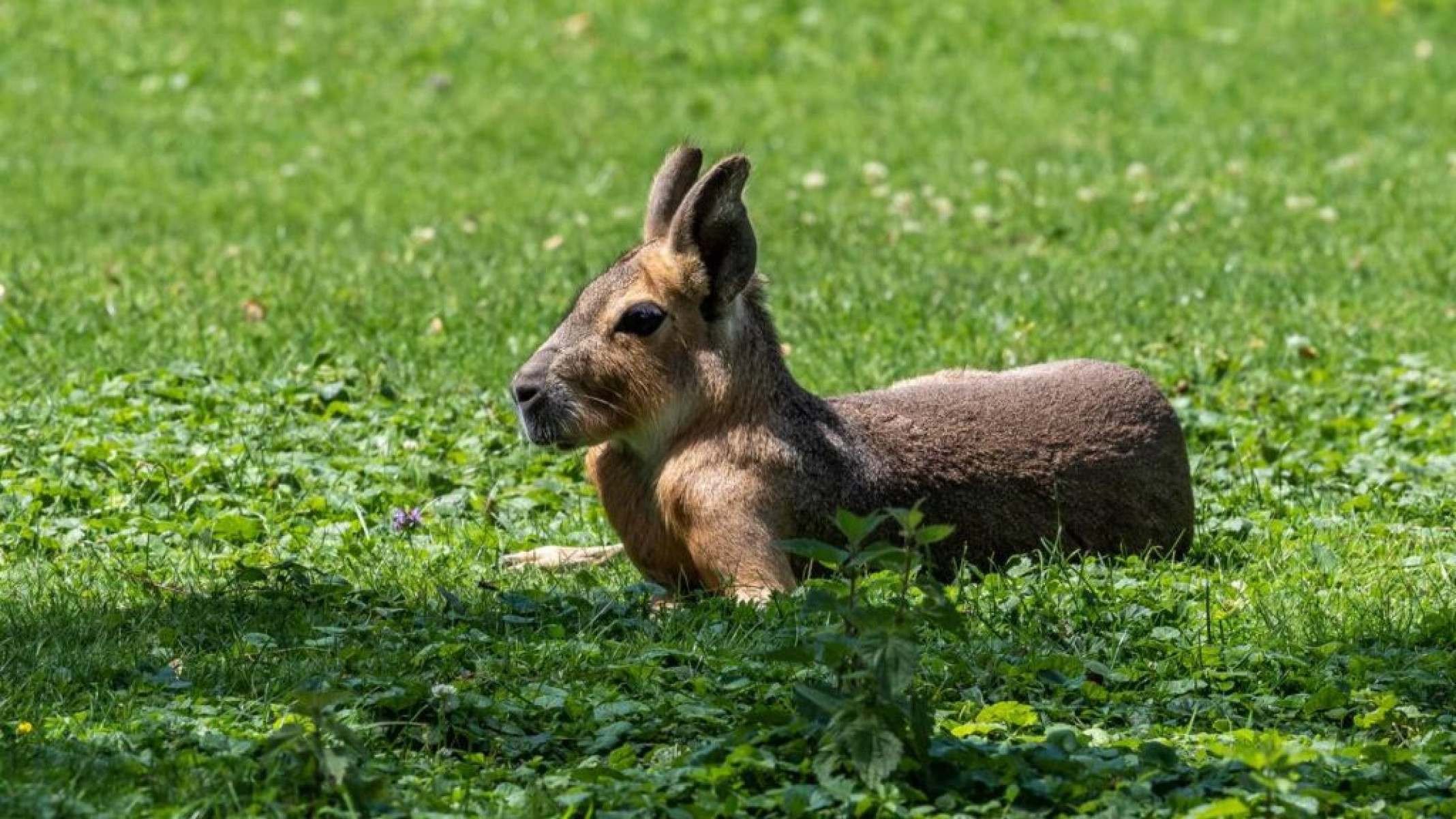 Mara: o segredo da lebre gigante que só existe na Argentina - Portal Giro 10