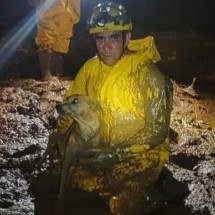 Bombeiros resgatam vira-lata caramelo ilhado em lagoa - CBMMG/Divulga&ccedil;&atilde;o