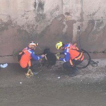 Cãozinho é resgatado no Ribeirão Arrudas, na Grande BH - Edésio Ferreira/EM/DA Press