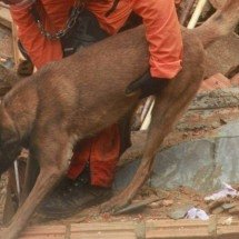 Lei autoriza uso de corpos humanos no treino de cães em BH - Edésio Ferreira/EM/DA Press
