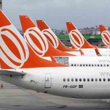 Justiça autoriza coelho de estimação a viajar com a tutora em voo comercial - Divulgação