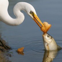 Pássaro ‘esperto’ usa pão como isca e surpreende na web - Ilustração criada por inteligência artificial