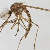 Como evitar mosquitos em casa no verão - Wikimedia/Domínio Público