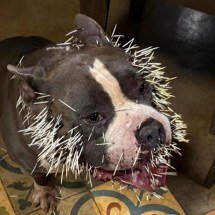 Vídeo: cachorro é atacado por ouriço-cacheiro em cidade mineira - CBMMG/ Divulgação