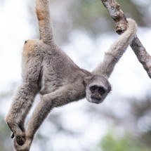 Estrela percorreu um corredor ecológico que liga Simonésia à Caratinga -  (crédito: Divulgação)