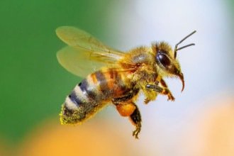 Abelha em casa: entenda o poderoso significado deste sinal positivo